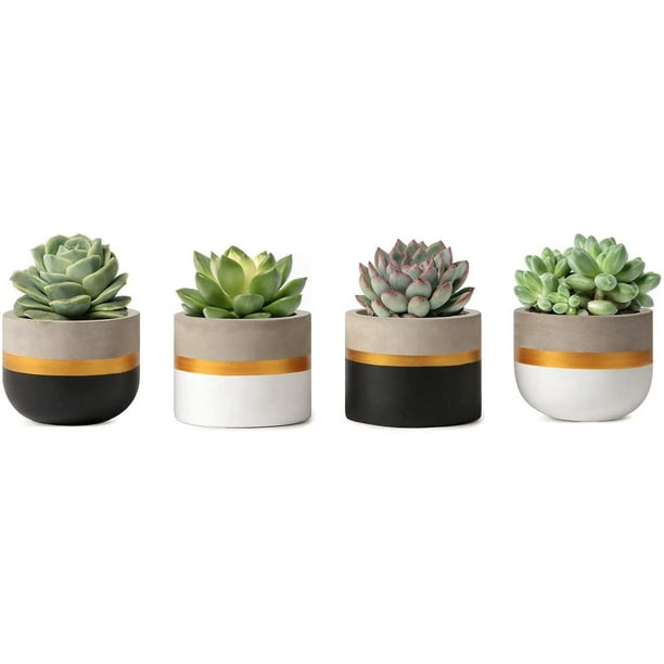 boho home decor gift plant Set Of 3 succulent in Cement Pot